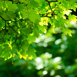 green-leaves-square2